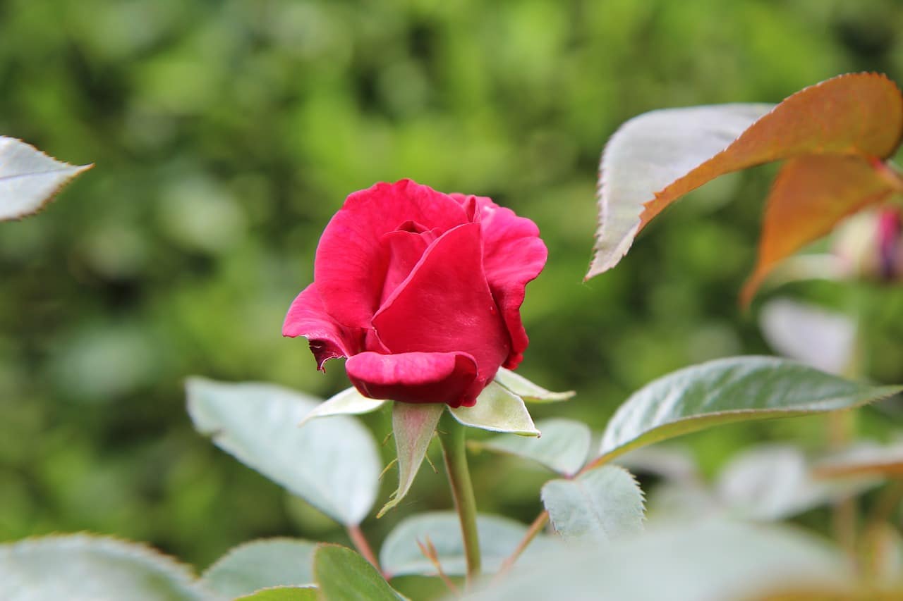 Quand Et Comment Tailler Les Rosiers Tiges Nos Conseils